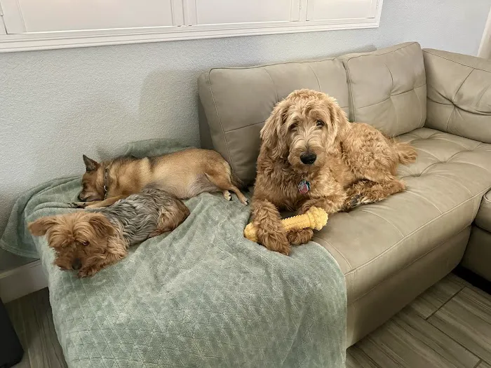 Vaca Valley Veterinary Hospital Picture 8