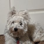 Vaca Valley Veterinary Hospital: Jassar H DVM