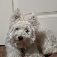 Vaca Valley Veterinary Hospital: Jassar H DVM ico