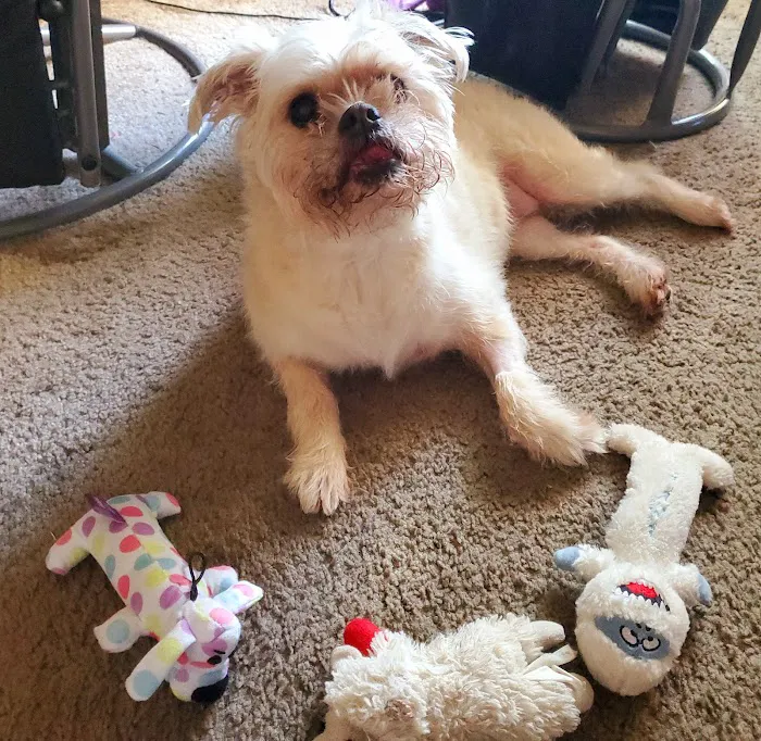 Pawsh Place | Veterinary Center & Boutique Picture 3