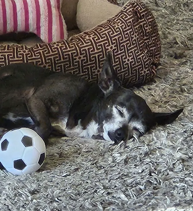 Pawsh Place | Veterinary Center & Boutique Picture 9