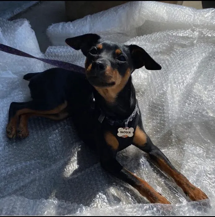 HK Animal Hospital Picture 2