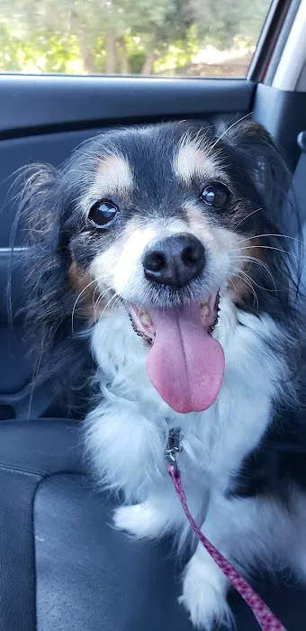 HK Animal Hospital Picture 4