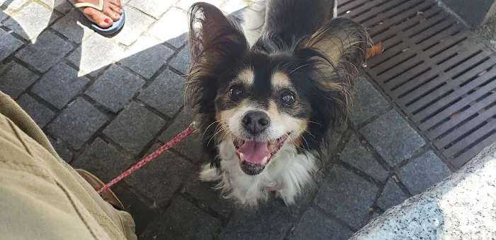 HK Animal Hospital Picture 8