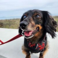 Oak Tree Animal Hospital ico