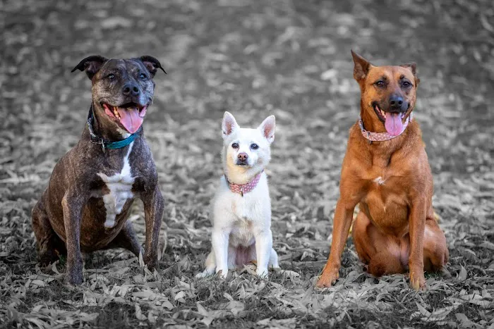 The Animal Wellness Center of Danville Picture 8