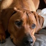 Banfield Pet Hospital
