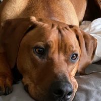 Banfield Pet Hospital ico