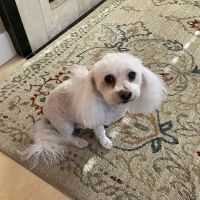 Well Pet Vet Clinic ico
