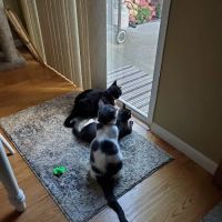 East Hills Veterinary Hospital ico