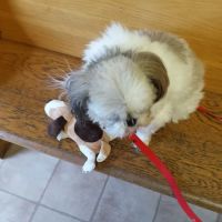 Mac's Landing Veterinary Services ico