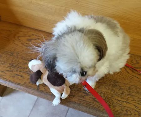 Mac's Landing Veterinary Services