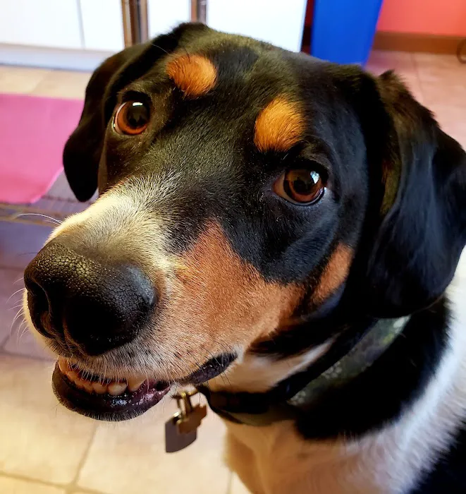 Mac's Landing Veterinary Services Picture 8