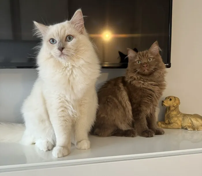 Cosmic Ragdolls Picture 1