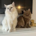 Cosmic Ragdolls