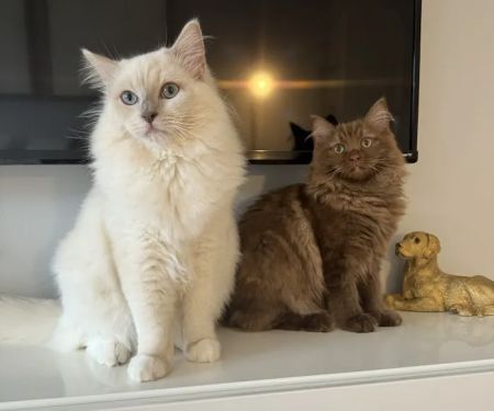 Cosmic Ragdolls