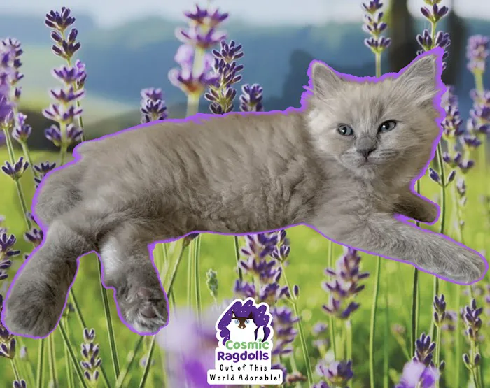 Cosmic Ragdolls Picture 9