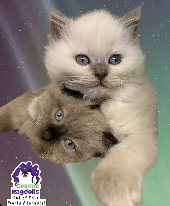 Cosmic Ragdolls Picture 10