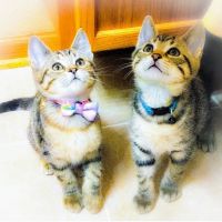 Laketown Cat Hospital ico