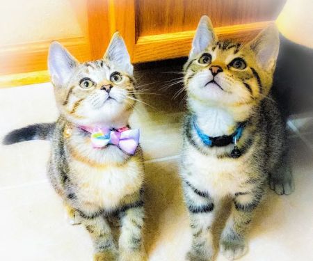 Laketown Cat Hospital