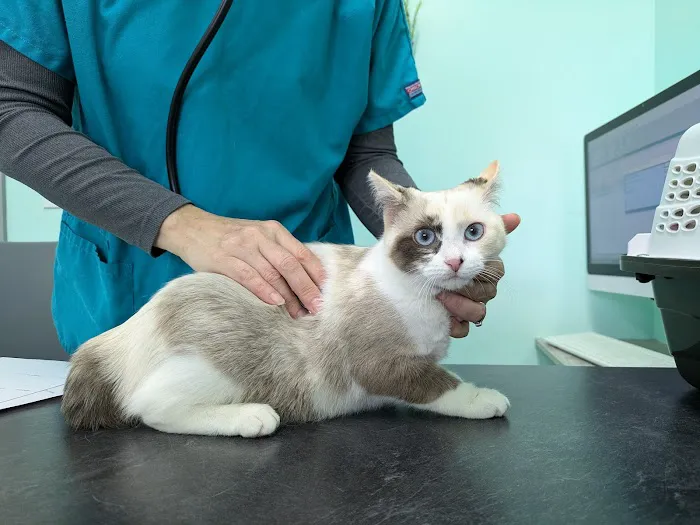 Laketown Cat Hospital Picture 4