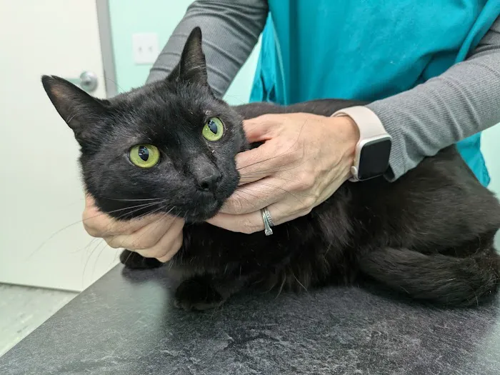 Laketown Cat Hospital Picture 6