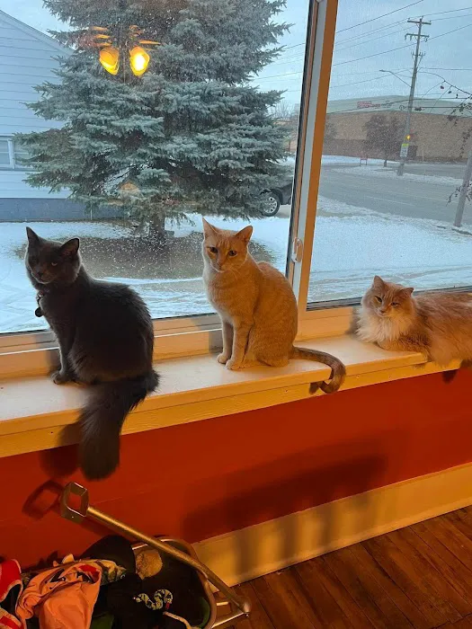 Laketown Cat Hospital Picture 7