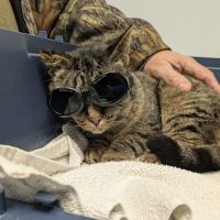 Allegan Animal Clinic ico