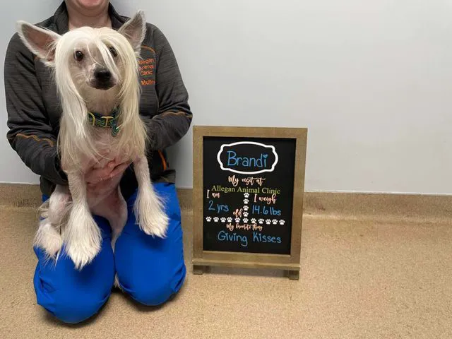 Allegan Animal Clinic Picture 7