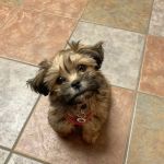 Grand River Veterinary Hospital PC