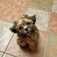 Grand River Veterinary Hospital PC ico