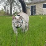 Spay Neuter Express