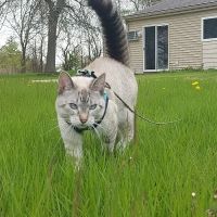 Spay Neuter Express ico