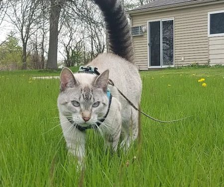Spay Neuter Express
