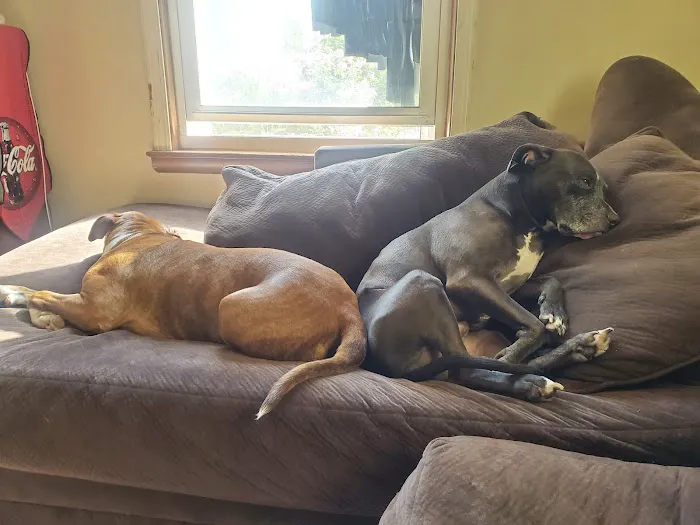 Spay Neuter Express Picture 7