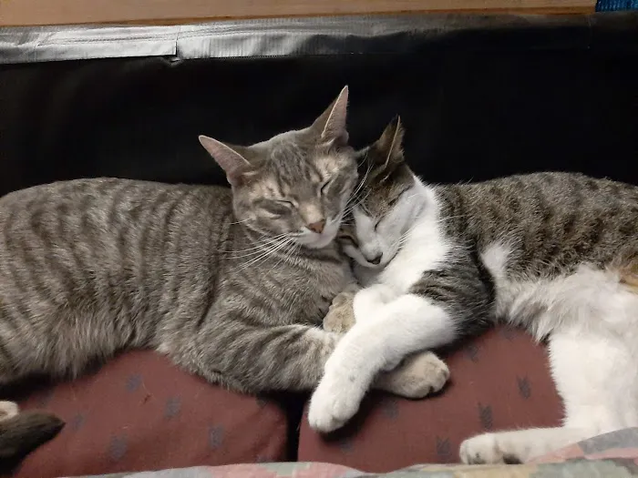 Spay Neuter Express Picture 10