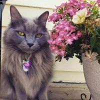 Arrow Veterinary Clinic ico