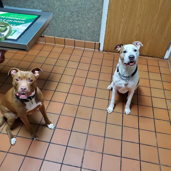 Arrow Veterinary Clinic Picture 8