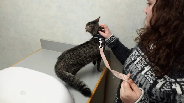 Town And Country Animal Clinic Picture 1