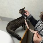 Town And Country Animal Clinic