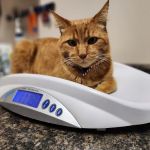Sheridan Animal Hospital, Inc.