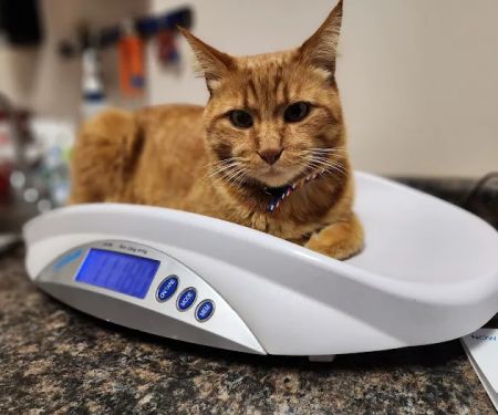 Sheridan Animal Hospital, Inc.