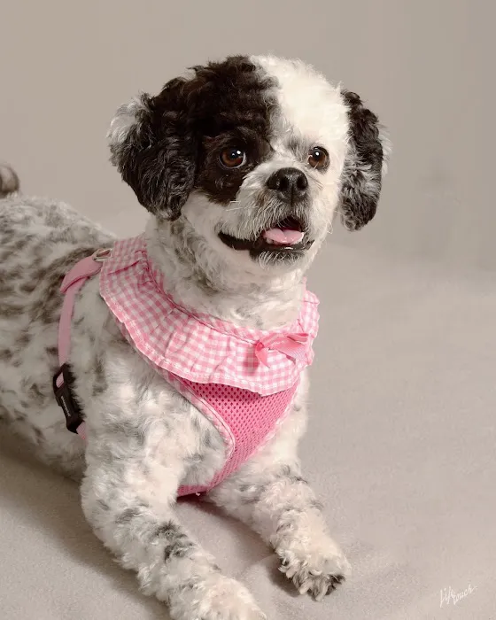 Sheridan Animal Hospital, Inc. Picture 9