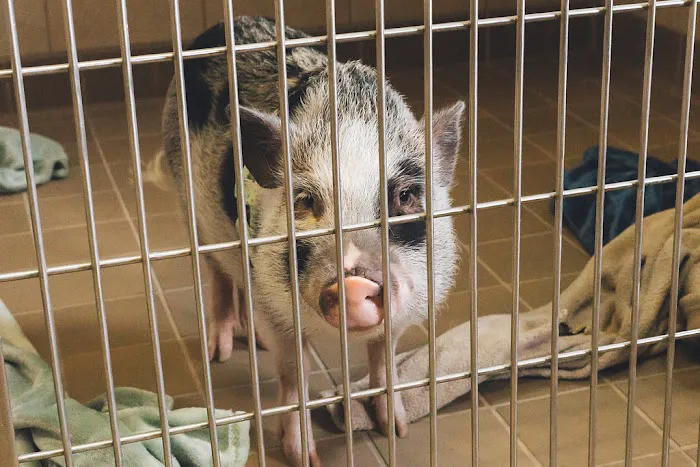 Sheridan Animal Hospital, Inc. Picture 10
