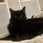 Quick Fix Veterinary