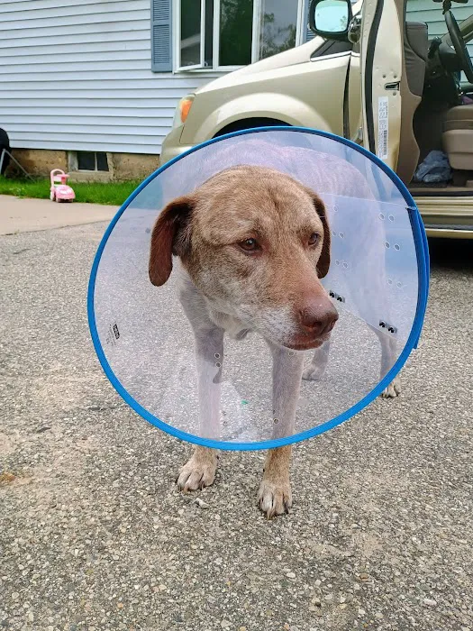 Affordable Veterinary Services Picture 1
