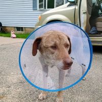 Affordable Veterinary Services ico
