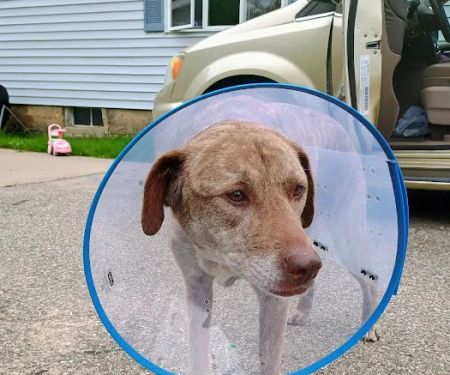 Affordable Veterinary Services