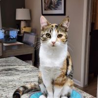 Spay Neuter Express - Greenville Office ico