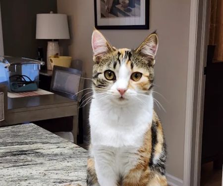 Spay Neuter Express - Greenville Office